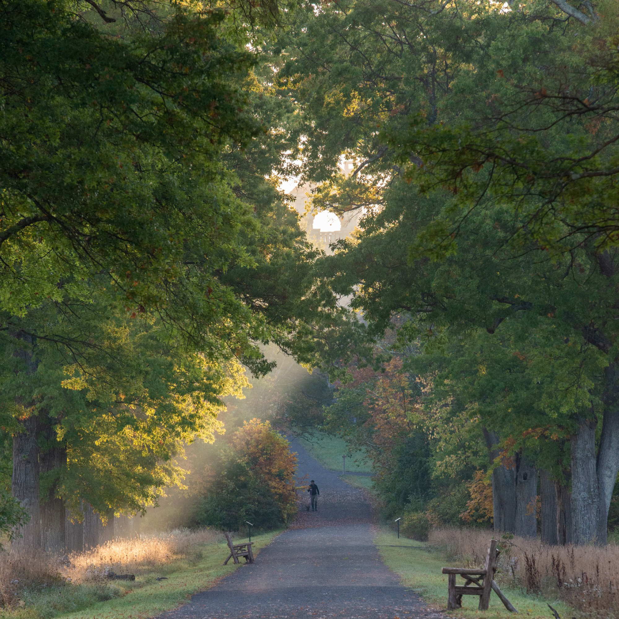 Sunlight shines through the trees, the Pin Oak Allee continues straight back, a bench visible on either side. A walker with their leashed dog is in the distance