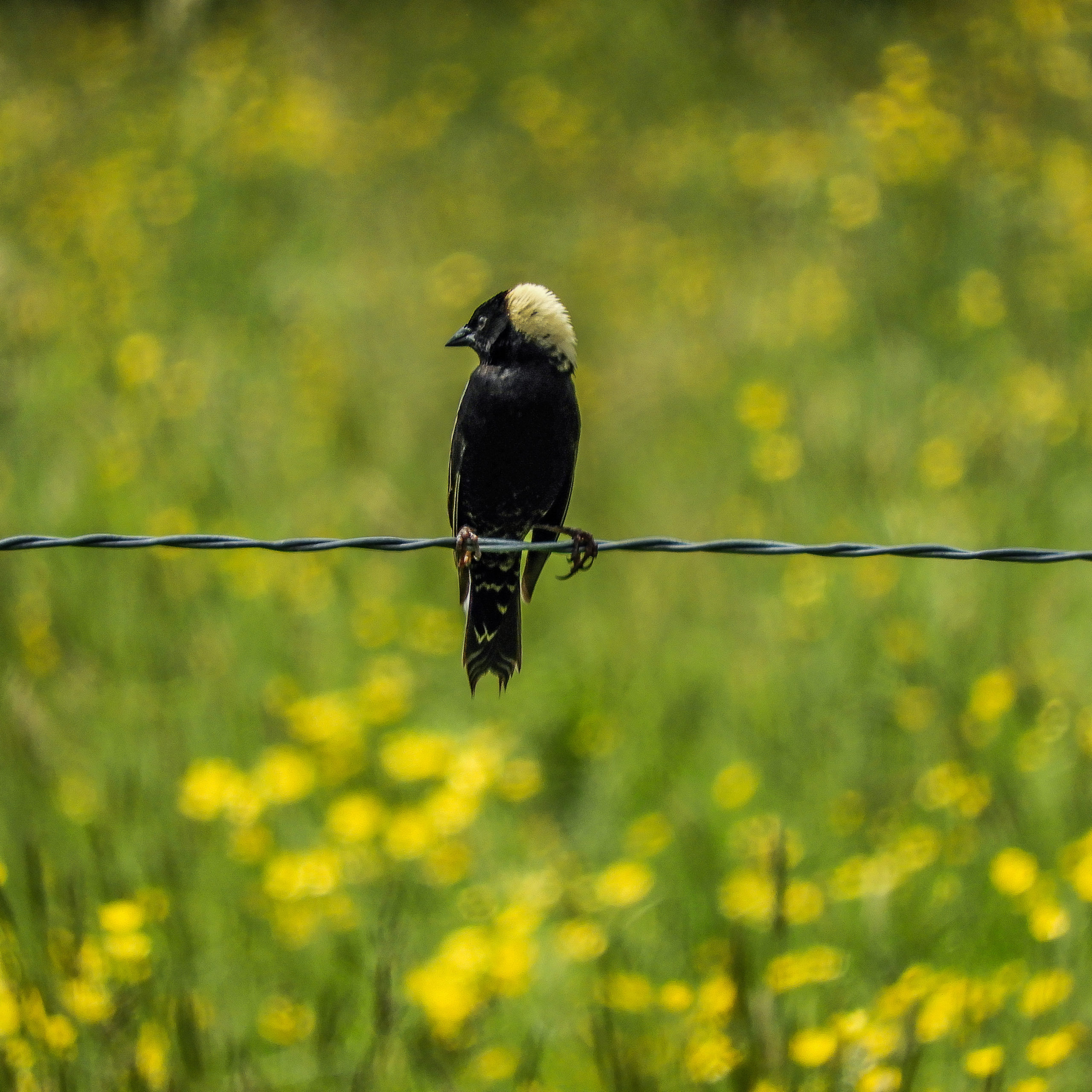 Bobolink bird sits on a fence wire and looks to the left