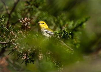 A Black-throated green warbler sits in the center of the photo on a pine tree, branches and needles surround it.