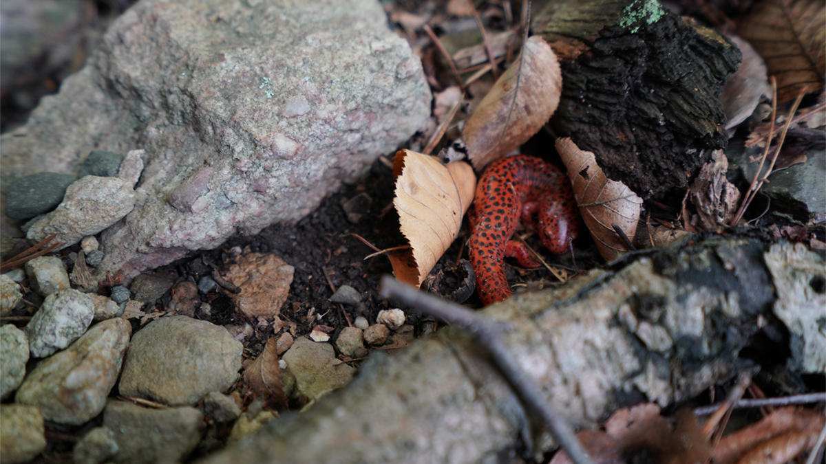 A Northern Red Salamander curls up under leaves on the forest floor