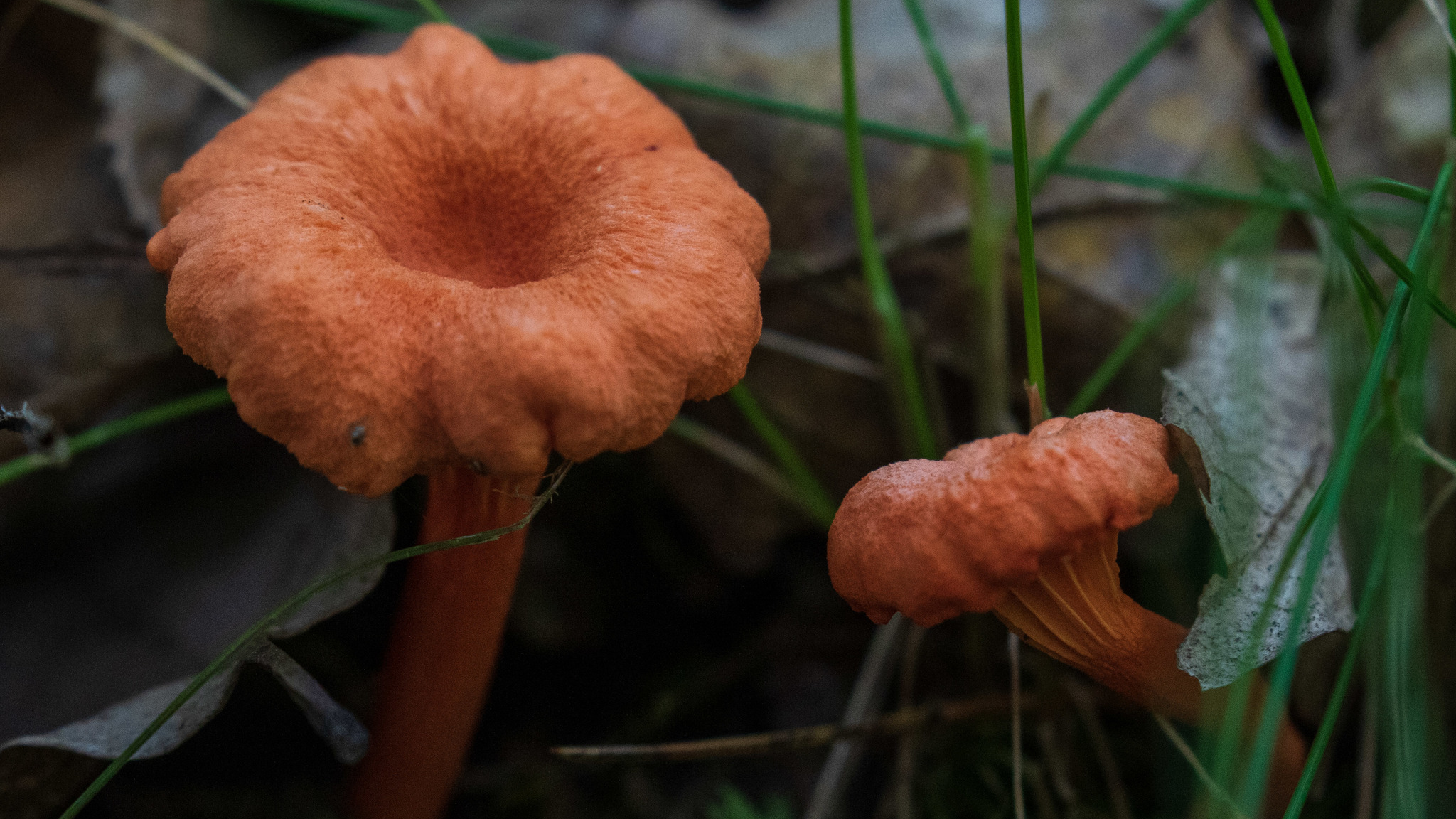 Two Red Chanterelle mushrooms grow between blades of grass