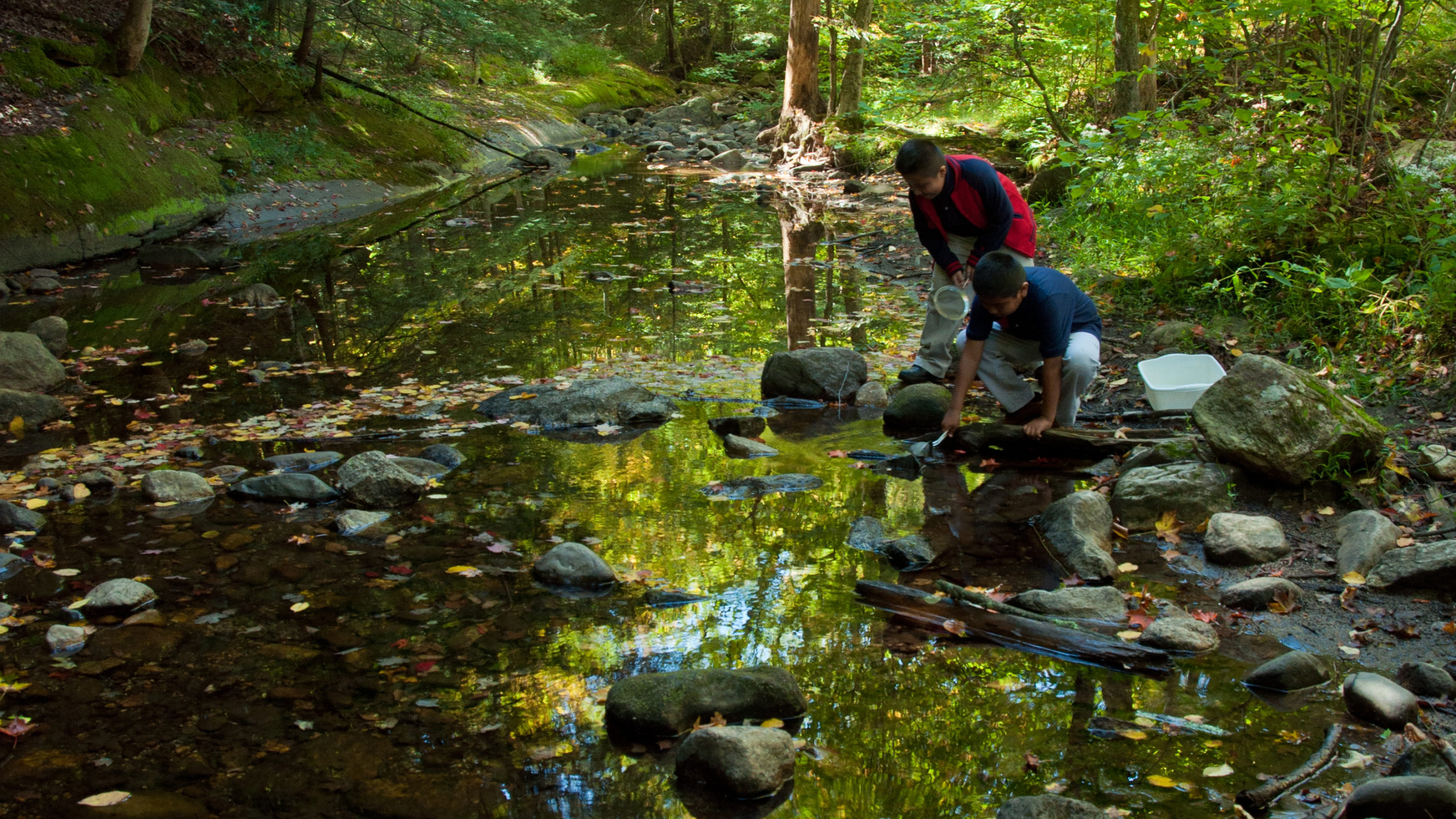 Students dip strainers into the Coxing Kill to look for creatures during an Environmental Education program