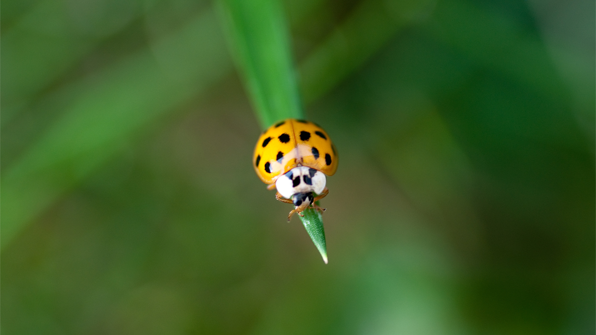 A lady beetle perched on the tip of a blade of grass