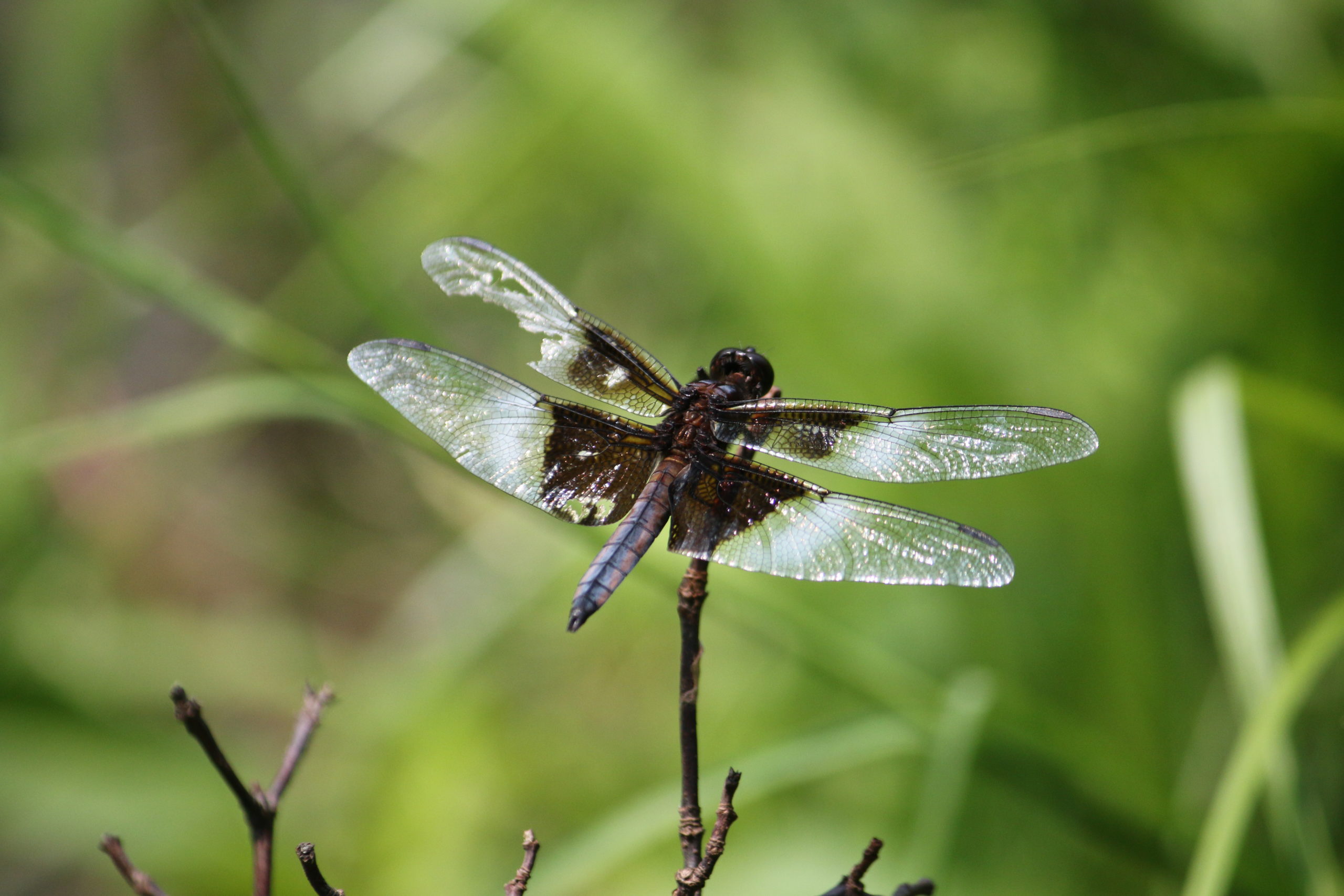 A dragonfly perches on top of a branch, wings spread wide