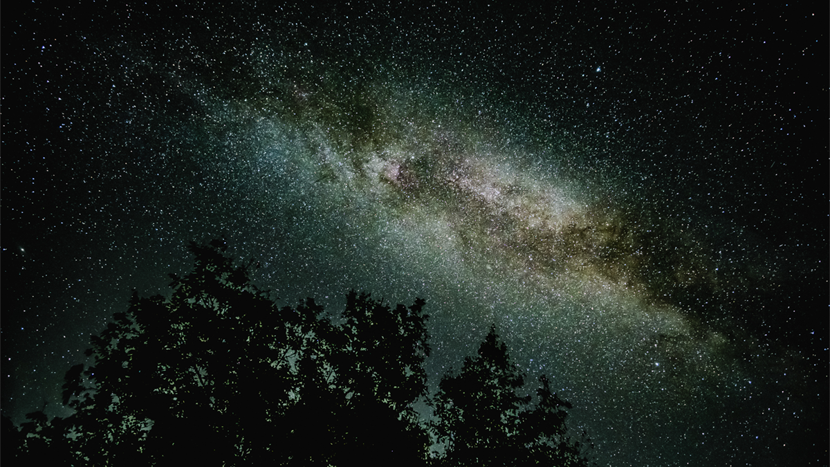Stars in the night sky, a tree top in shadow at the bottom
