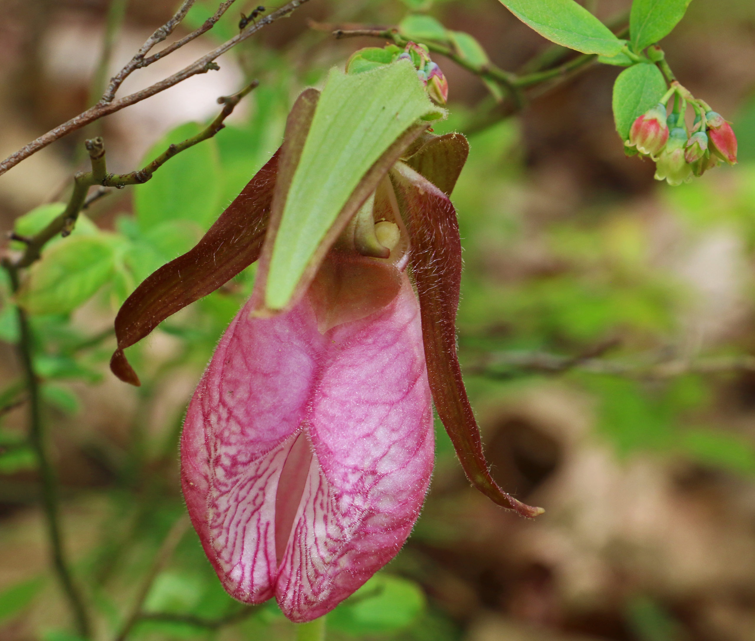 Pink Lady's Slipper flower