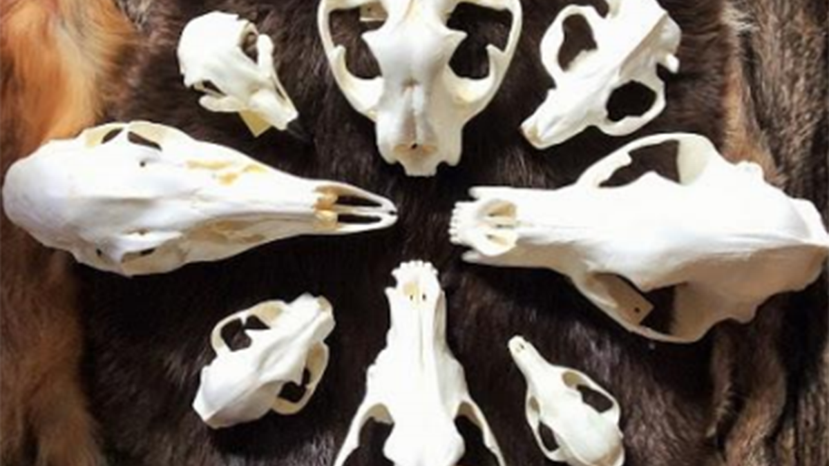 Replica animal skulls arranged in a circle, noses pointed toward the center on top of a replica animal fur.