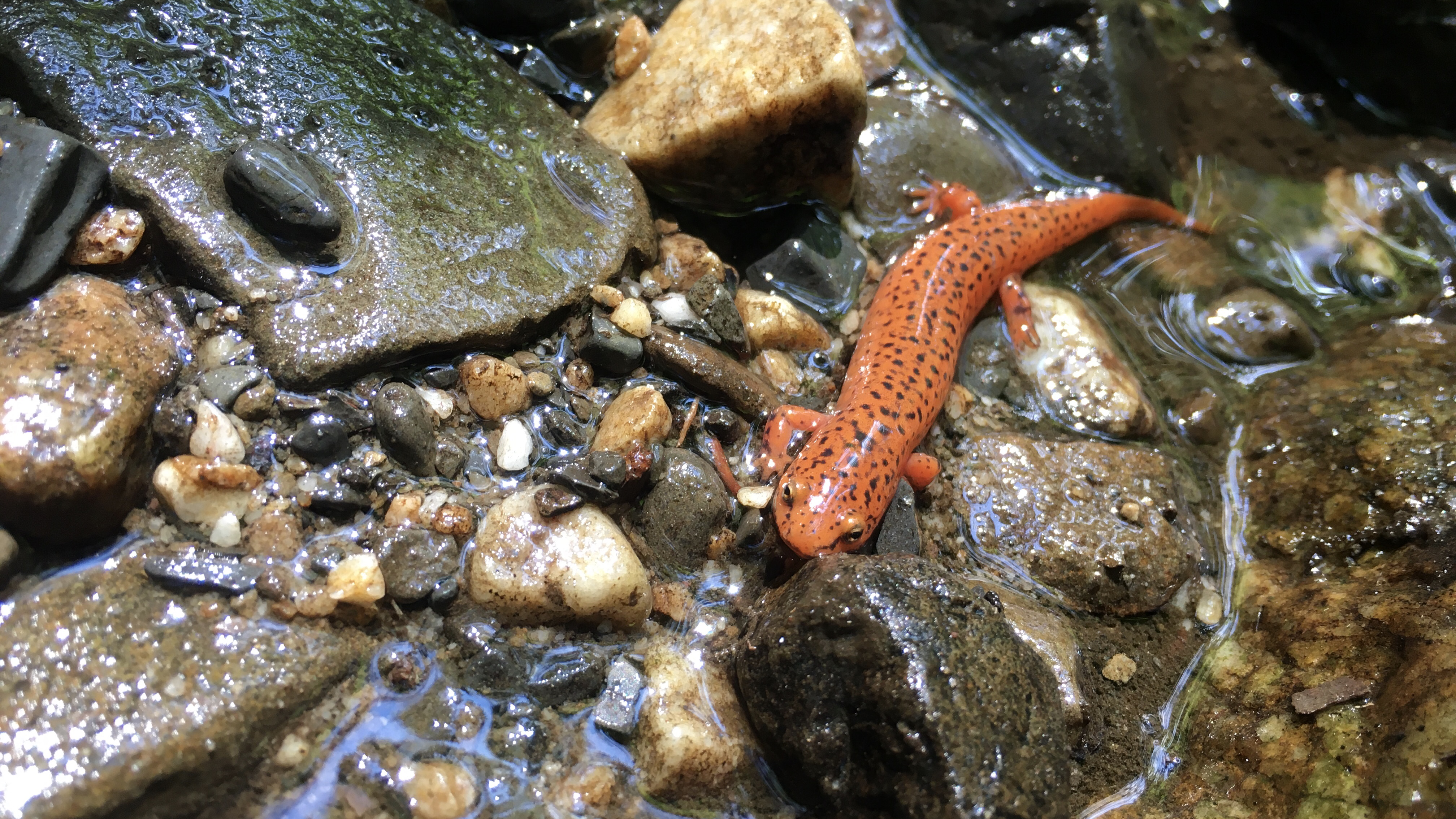Spotted Salamander in a creek bed