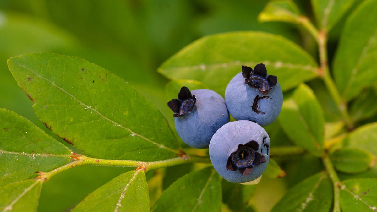 Ripe blueberries on a branch