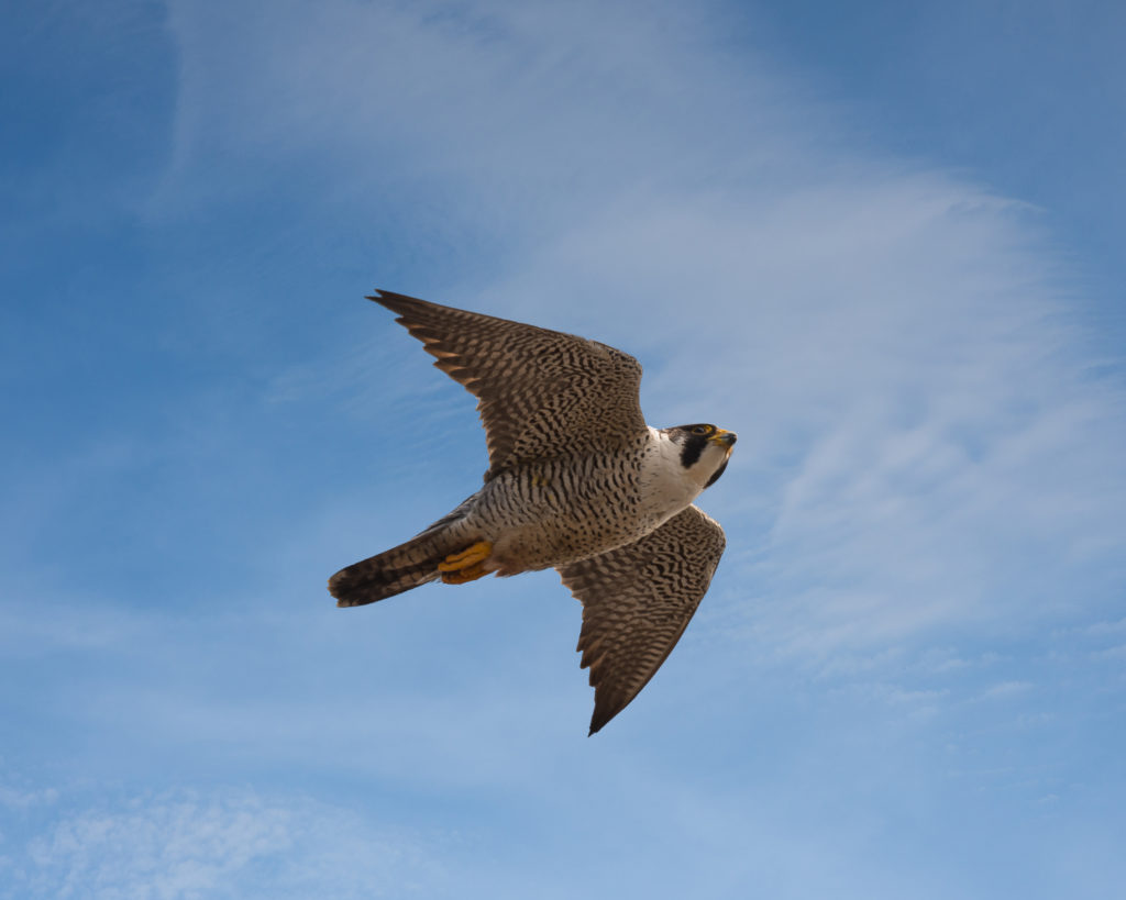 Perugrine Peregrine Watch Updates - Mohonk Preserve