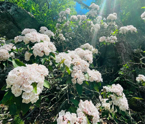 Mountain laurel in bloom.