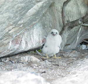 A young Peregrine falcon chick