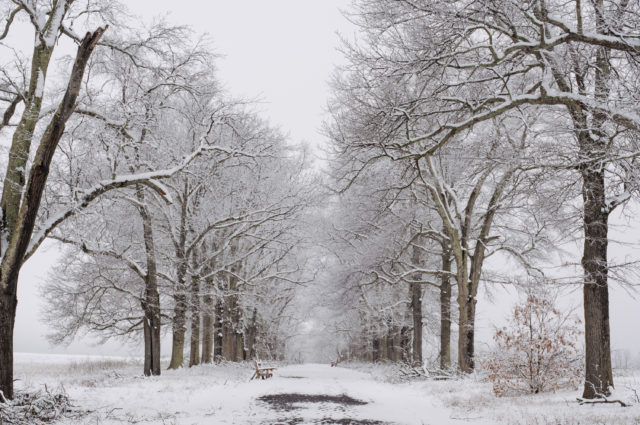 Pin Oak Allee during a recent ice storm