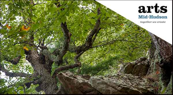 arts Mid-Hudson logo on a photo of a tree