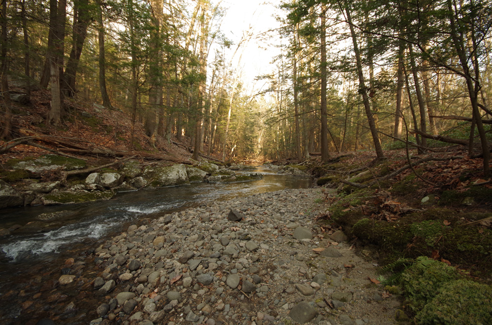 A running stream in the foreground with a dense forest in the background