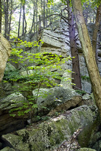 Exposed rock cliff with a dense forest in the background