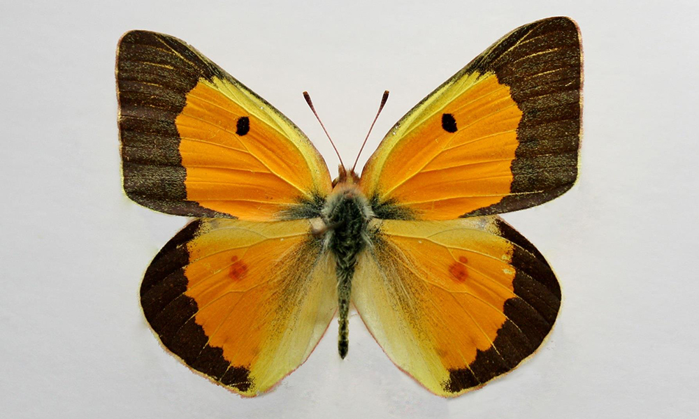 Yellow and orange butterfly with dark brown tips is laid open for specimen collection