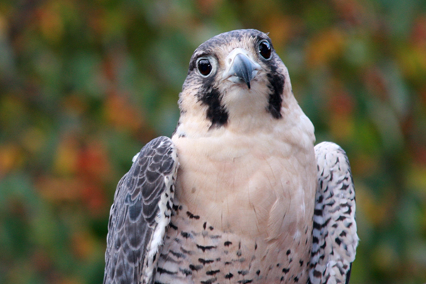 Peregrine falcon 