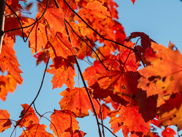 Leaves_Stewart-Hill