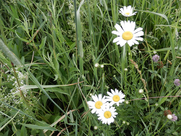 Wildflowers_Lurleen