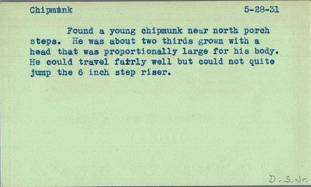 Post card from the Daniel Smiley Research Center reads: Chipmunk 5-28-31. Found a young chipmunk near north porch steps. He was about two thirds grown with a head that was proportionally large for his body. He could travel fairly well but could not quite jump the 6 inch step riser.