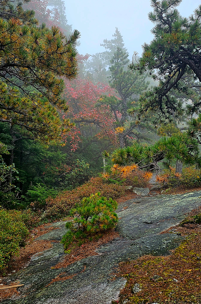 Stone Path in the Shawangunks by Ted Sendler