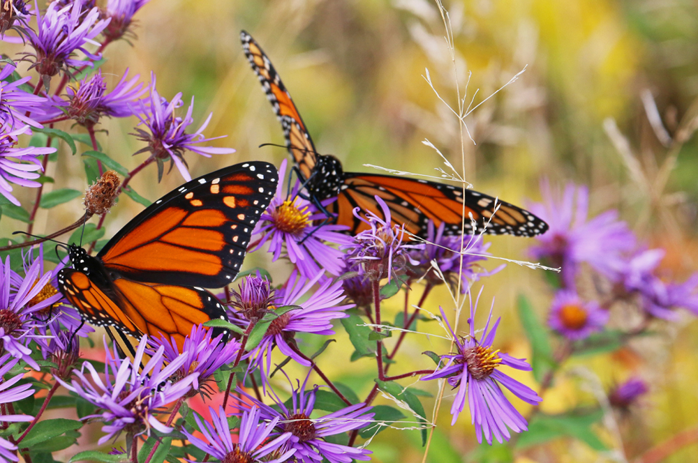 Outreach Programs - Mohonk Preserve