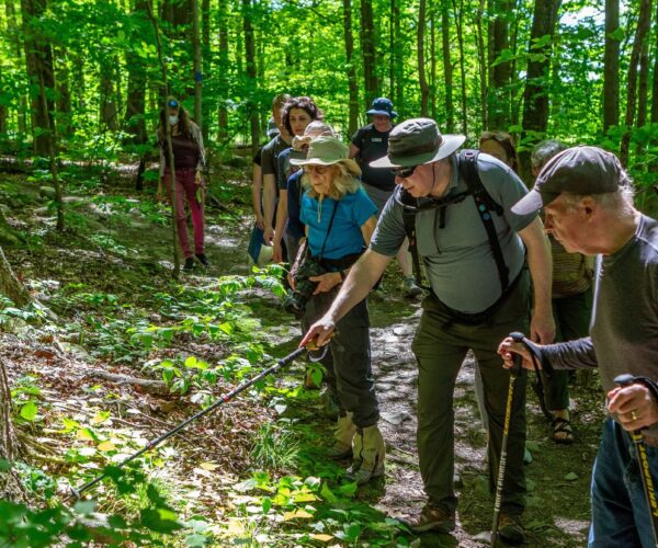 A group led by a naturalist in a forested setting at Mohonk Preserve point out botanical features of the local ecology