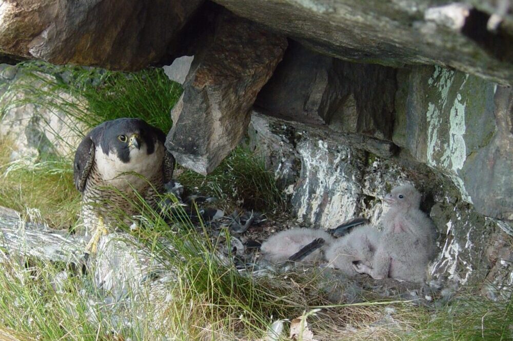 Peregrine falcon chicks by Joe Bridges
