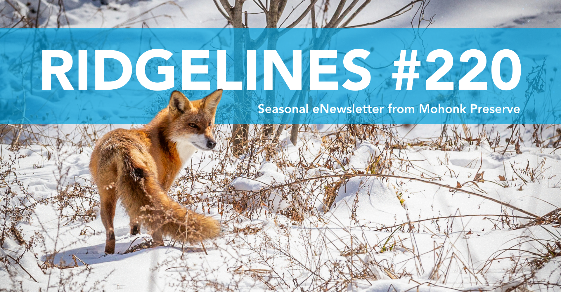 Ridgelines #220 - Fox by Glenn Koehler