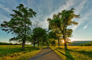 Sunlight filters through tall trees lining the Pin Oak Allée at Mohonk Preserve, casting long shadows across a carriage road bordered by open fields.