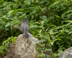 A gray catbird perched on a large rock amid dense green vegetation, its dark tail and slate-gray plumage contrasting with the surrounding foliage.
