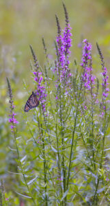A monarch butterfly resting on purple loosestrife blossoms in a meadow, surrounded by tall flowering stems against a softly blurred background.