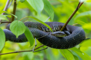 A northern water snake coiled among the branches of a flowering dogwood tree, its patterned scales and head visible against a backdrop of green leaves.