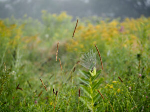 A delicate spiderweb covered with morning dew stretches between tall meadow grasses, standing out against a softly blurred background of wildflowers and misty green vegetation.