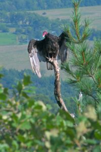 A turkey vulture perched atop a dead tree snag with wings partially spread, overlooking a distant valley and farmland beyond the forests of the Shawangunk Ridge.