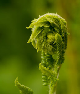 A close-up view of a bright green fiddlehead fern unfurling, revealing tightly curled fronds and delicate textures against a softly blurred background.