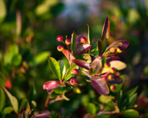 Clusters of ripening blueberries hang among glossy green and reddish leaves, illuminated by warm sunlight against a softly blurred background.