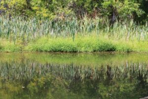 Tall cattails and grasses line the edge of a quiet pond, their green stems reflected in the calm water beneath a backdrop of shrubs and trees.