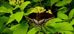 A black swallowtail butterfly with pale blue markings and rows of light spots along its wings rests on a cluster of hydrangea flower buds, surrounded by bright green leaves and dense summer foliage at Mohonk Preserve.