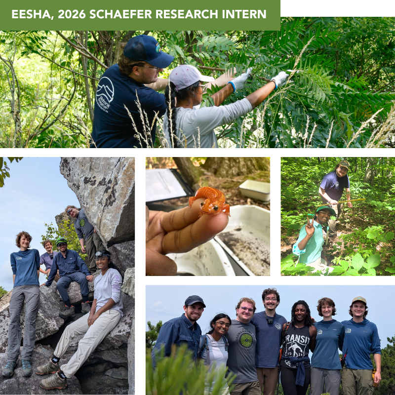 Eesha Schaefer Spotlight