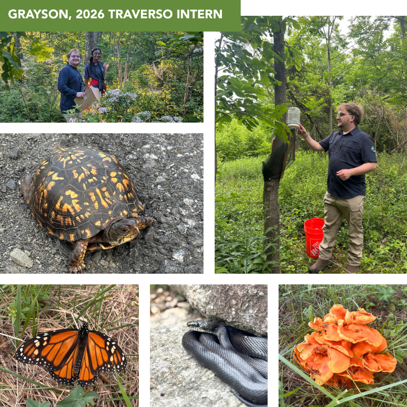 grayson spotlight